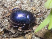 Chrysolina (Colaphosoma) sturmi