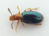 Vincenzellus ruficollis
