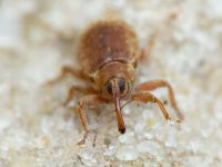 Dorytomus melanophthalmus