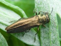 Agrilus zigzag