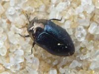 Trachys troglodytes troglodytes
