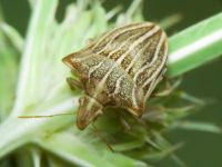Ancyrosoma leucogrammes