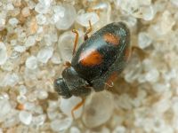Scymnus frontalis