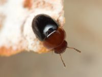 Agathidium nigripenne