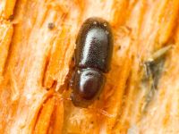 Orthocis perrisi