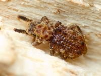 Nosodomodes diabolicus