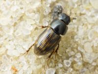 Aphodius
