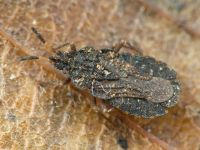 Aradus distinctus