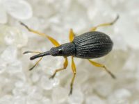 Protapion fulvipes