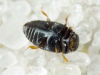 Scymniscus horioni