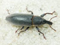 Lixus (Ortholixus) angustus