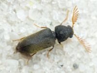 Ptilinus fuscus