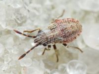 Heteroptera
