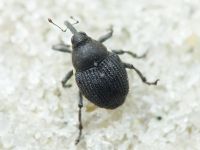 Zacladus geranii
