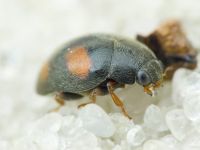 Scymnus frontalis