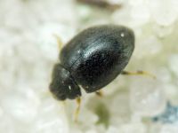 Stethorus punctillum