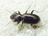 Notiophilus
