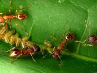 Myrmica
