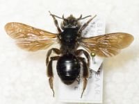Hymenoptera