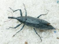 Lixus (Eulixus) iridis