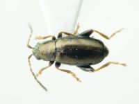 Phyllotreta