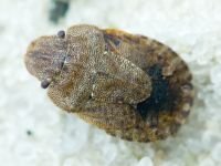 Sciocoris umbrinus