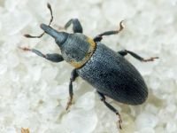 Mecinus collaris