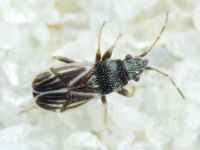 Tropidophlebia costalis