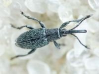 Ceratapion (Echinostroma) penetrans