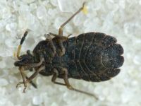 Aradus distinctus