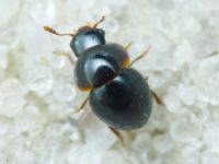 Leiodidae