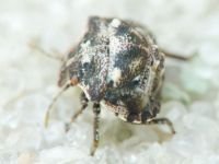 Vilpianus galii