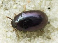 Platydema violaceum