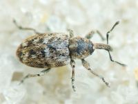 Smicronyx jungermanniae