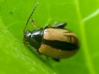 Phyllotreta armoraciae