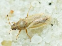 Cymus glandicolor