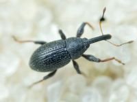 Anthonomus (Anthonomidius) rubripes