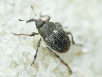 Glocianus punctiger