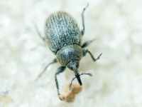 Rhinusa tetra