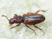 Bothrideres bipunctatus
