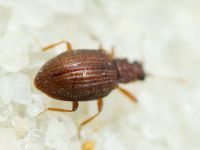 Stephostethus angusticollis