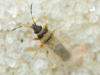 Oxycarenus (Euoxycarenus) pallens
