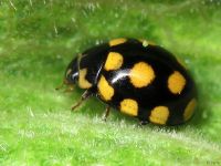 Coccinula quatuordecimpustulata