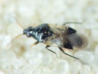 Anthocoridae