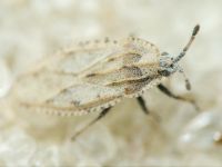 Tingis (Tingis) grisea