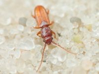 Placonotus testaceus
