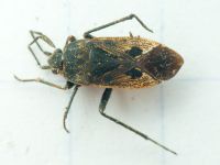 Rhyparochromus pini