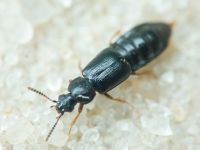 Staphylinidae