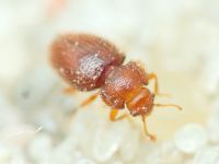 Mycetaea subterranea