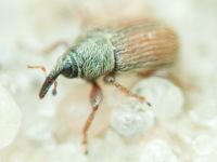 Mecinus pascuorum
